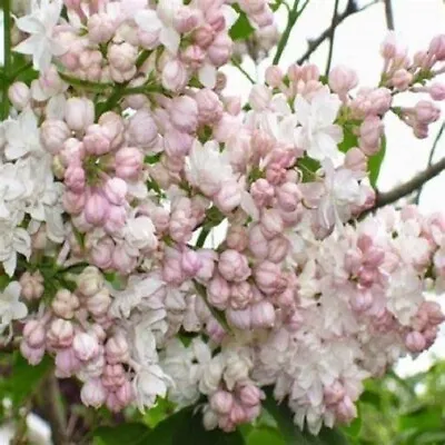 Lilac Syringa Beauty Of Moscow Plant. 2lt Pot Shrub/tree White Fragrant Flowers • £14.99