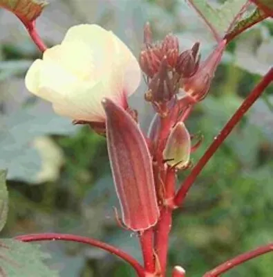 Heirloom RED BURGANDY OKRA Seeds Aka 'LADY FINGERS' Long Season Grow SPR-SUM • $5