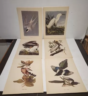 Vintage 1950's Audubon Birds Of America Prints 6. Artist Roger Troy Peterson. NR • $12.99