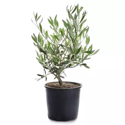 35-40cm Olive Tree Mediterranean Olea Europaea Outdoor Garden Plant 12cm Pot • £19.99