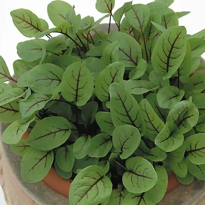£2.05 • Buy Sorrel Red Vein 100 Seeds, Tasty Leaves, Use In Salads - Add Zing To Your Dishes