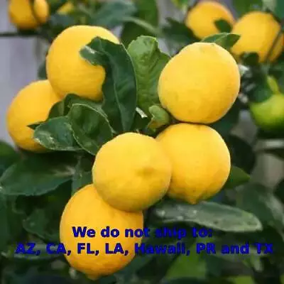 Meyer Lemon Tree Live Fruiting Plant Indoor/Outdoor Citrus 18 In - 5 Ft • $179.95