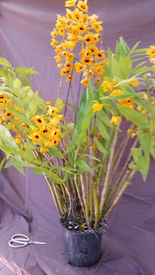 $16 • Buy Dendrobium Finbriatum V.oculatum