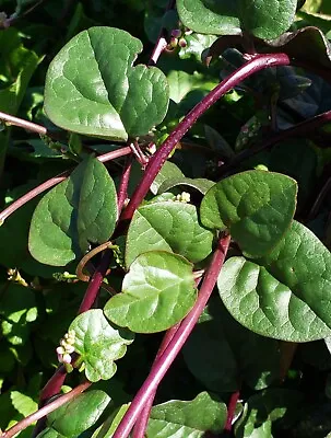 Red Malabar Spinach Seeds | Heirloom | Organic • $2.49