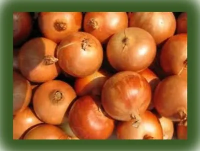 £3.99 • Buy Organic ONION Seeds -STUTTGART- Heirloom Non-GMO -UK Premium Seeds X50