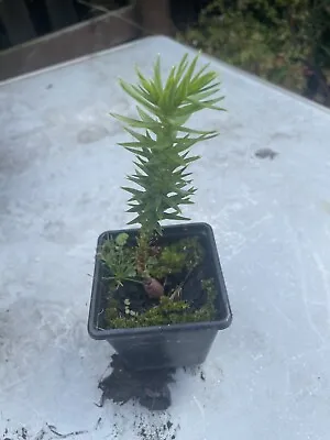 Araucaria Araucan Monkey Puzzle Tree In A 7cm Pot Strong Healthy Plant • £5