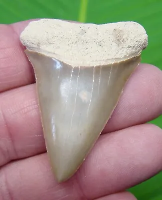 MAKO SHARK TOOTH - 2.00 In. LEMON COLORED - SHARKS TEETH - REAL FOSSIL JAW  • $29