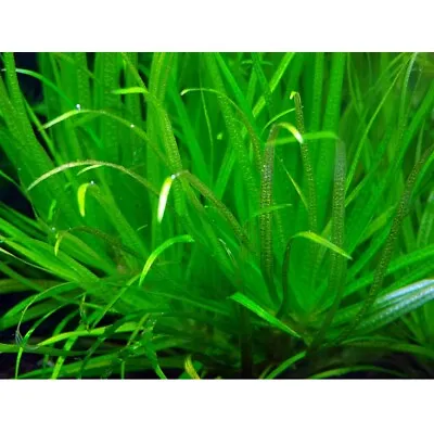 £3.49 • Buy Blyxa Japonica Live Aquarium Plants Tropical Aquascaping Aquatic Nano K2aqua