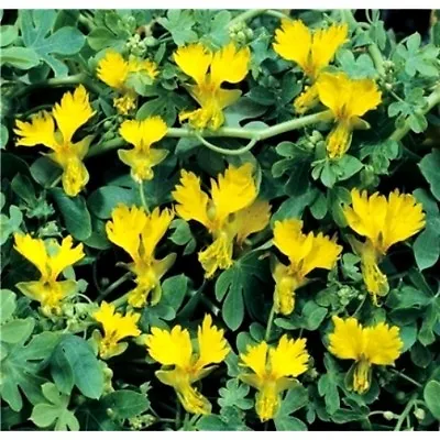 Nasturtium Peregrinum Climbing Canary Creeper 60 Seeds • £2.69