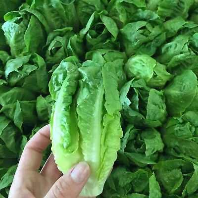 VEGETABLE SEEDS LETTUCE LITTLE GEM - 2500 Seeds Cos Romaine Lettuce • £1.99