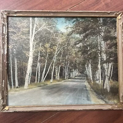 Charles Sawyer “The Shelburne Birches “  10” By 8” • $45