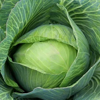 Golden Acre Cabbage Seeds NON-GMO Variety Sizes FREE SHIPPING • $1.69