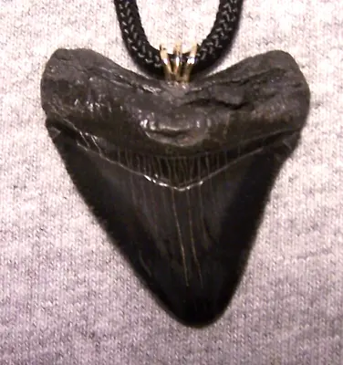 Megalodon Shark Tooth Necklace 1 7/8  Fossil Teeth Pendant Jaw Megalodon GEM • $46