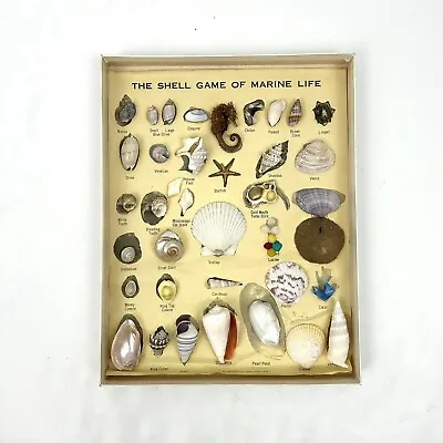 Vintage Shell Game Display Case Marine Biology Life Seahorse Ocean Seahorse Art • $42