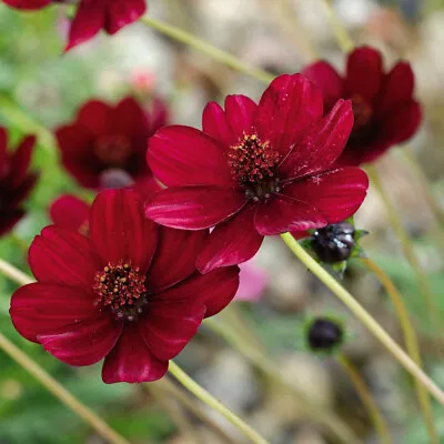 Cosmos 'Chocolate'. Plug Plant X 4. Fragrant Dark Velvet Red Bedding Flowers. • £13.95