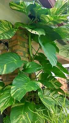 Pothos Giant - Climbing Live Rooted Plant In 4 - Inch Pot. • $5.91