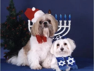 Pet Interfaith Christmas & Hanukkah Cards:Dog Maltese Shih Tzu • $8.99
