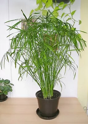 Spectaculaf Umbrella Grass/cyperus House/pond Supplied In A 1 X 6cm Pot . Pku2 • £5.99