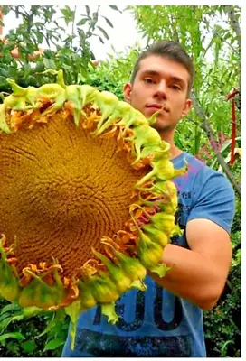 15 Mongolian Gigantic Sunflower Seeds Genetically Grown Heirloom Variety Non-GMO • $3.88