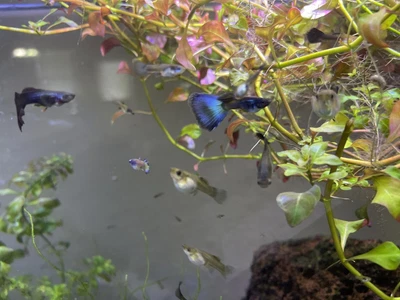 $35 • Buy Trio -MFF Live Aquarium Guppy Fish High Quality - Blue Moscow Guppies USA Seller