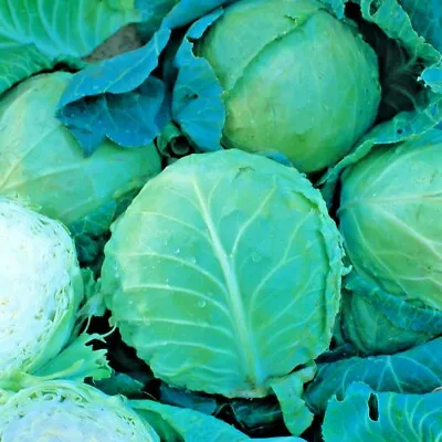 Cabbage Holland Late Winter Approx 600 Seeds Vegetable  • £1.09