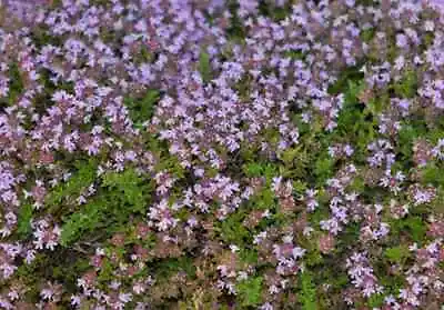 £1.99 • Buy Creeping Thyme - Garden Plant Herb - Viable Seeds- UK Stock  200 Seeds