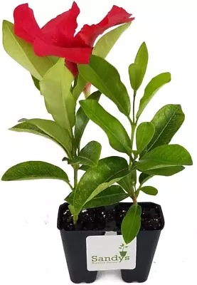 Mandevilla Giant Crimson Starter Plants Lot Of 2 • $12.99