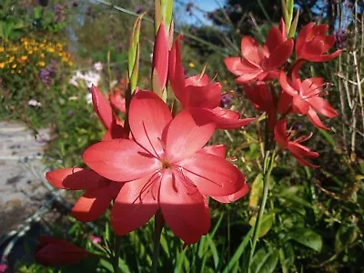 Schizostylis Coccinea MajorRed Kaffir Lily  2Ltr Pot • £13.99