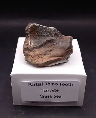 Woolly Rhino Tooth Fossil. Pleistocene Ice Age ~North Sea ~ • £18.95