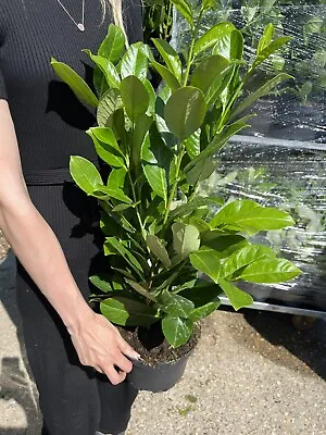 2ft Potted Established Cherry Laurel Hedging Bushy Healthy Plants • £13.99