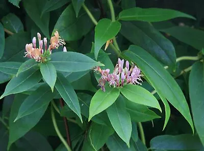 2 Honeysuckle Henryii Evergreen Climber Scented Flowers All Year Interest • £12.99