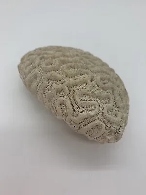 $22.99 • Buy Natural Brain Coral Fossil 4 1/2“ X 3 In Inches
