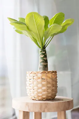 Brighamia Insignis 'Hawaiian Palm' Tropical Exotic Indoor Plant 45cm In 12cm Pot • £14.99