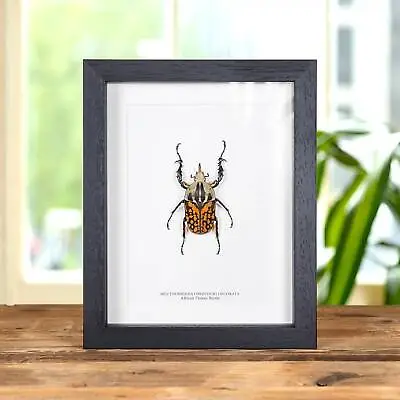 XL African Flower Taxidermy Beetle Frame (Mecynorrhina Oberthuri Decorata) • $62.16