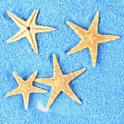 20 Pcs Small Starfish Sea Star 3-5cm Seashell Craft Nautical Decor Natural Shell • £3.84