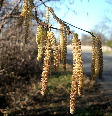 £15.99 • Buy Hazel (Corylus Avellana) Bare Root Plants 60-80cm