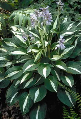 £14 • Buy Hosta Risky Business Garden Plant Sent Out In 2 Litre Pot Or Bareroot
