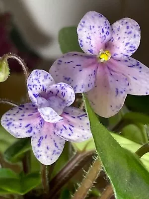 Rob’s Boolaroo African Violet Starter Plant Semi-miniature Trailer • $4.99