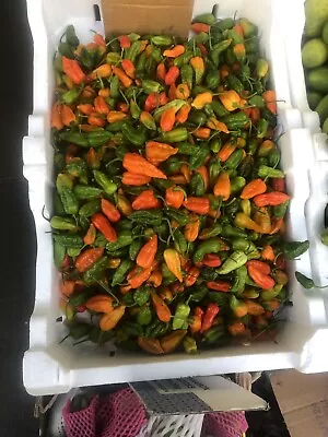 £1.30 • Buy NAGA Chilli 12 Seeds / Bangladeshi Bombai Morich / Naga Plant 2022