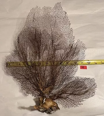 Large Natural Sea Fan - Brown - Soft Coral- Ethically Collected In FL • $36.99