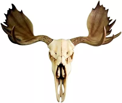 Moose Skull Rustic Wall Head Mount Moose Skull Wall Statue • $79.99