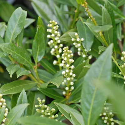 T&M Cherry Laurel Plant Prunus Laurocerasus Otto Luyken 3.6 Litre Potted Plant • £31.99