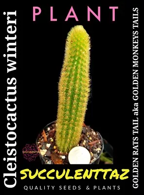 Cleistocactus Winteri GOLDEN RATS TAIL Aka GOLDEN MONKEYS TAIL CACTUS CACTI • $17