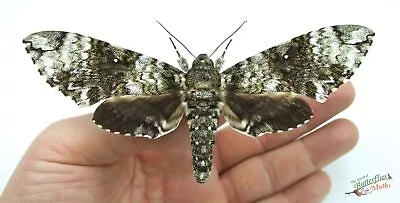 Manduca Schausi Hawk Moth SET X1 A1- FEMALE Entomology Artwork Insect *NICE*. • $21.07