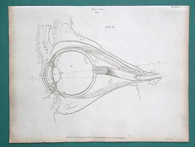 HUMAN ANATOMY Eye Vertical Cross-section -  1810 Antique Print A. REES • $22.10