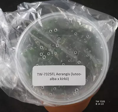 £76.91 • Buy FLASK Aerangis (luteo-alba X Kirkii)
