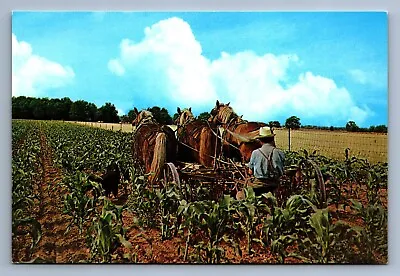 Postcard Vintage Amish Farm Scene Cultivating Corn Horse Drawn Equipment 4 X 6 • $2