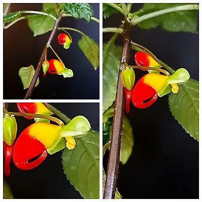 Impatiens Niamniamensis Cockatoo Parrot Plant Houseplant. 1X Rooted Division.  • £15.95