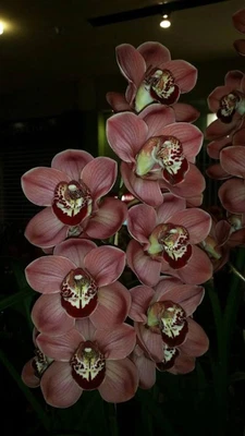 $22 • Buy Cymbidium Kimberley Pass 'Tahila' X Cym. Spicy Khan 'Comet'