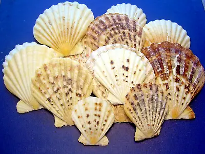 Sea Shells Pecten Radula Colorful 12 PIECE LOT 1.5  - 3.5  Genuine Seashell • $9.97